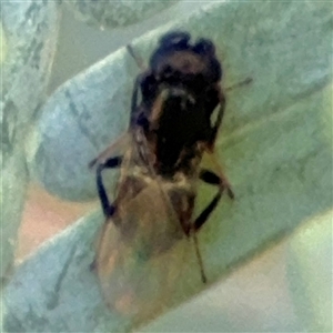 Diptera (order) at Casey, ACT - 5 Nov 2024 12:49 PM