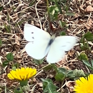 Pieris rapae at Casey, ACT - 5 Nov 2024