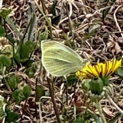 Pieris rapae at Casey, ACT - 5 Nov 2024