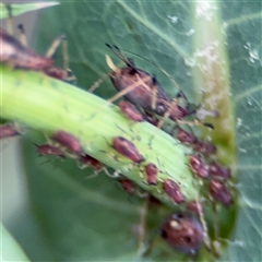 Uroleucon sp. (genus) (an aphid that usually feeds on daisies) at Casey, ACT - 5 Nov 2024 by Hejor1