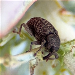 Melanterius sp. (genus) (Unidentified Melanterius weevil) at Casey, ACT - 5 Nov 2024 by Hejor1