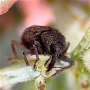 Melanterius sp. (genus) at Casey, ACT - 5 Nov 2024