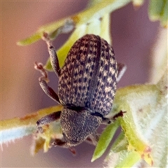 Melanterius sp. (genus) at Casey, ACT - 5 Nov 2024