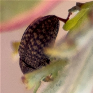 Melanterius sp. (genus) at Casey, ACT - 5 Nov 2024