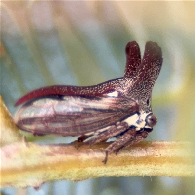 Ceraon vitta (Treehopper) at Casey, ACT - 5 Nov 2024 by Hejor1