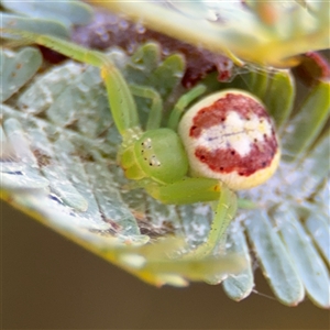 Thomisidae (family) at Casey, ACT - 5 Nov 2024