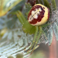 Thomisidae (family) at Casey, ACT - 5 Nov 2024