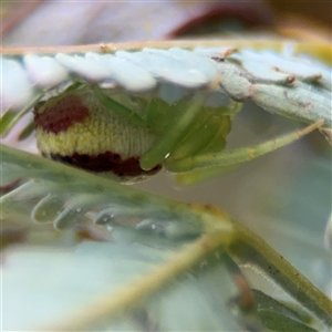 Thomisidae (family) at Casey, ACT - 5 Nov 2024