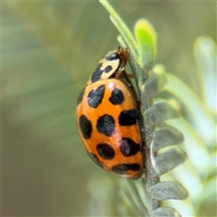 Harmonia conformis (Common Spotted Ladybird) at Casey, ACT - 5 Nov 2024 by Hejor1