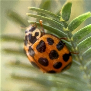 Harmonia conformis at Casey, ACT - 5 Nov 2024