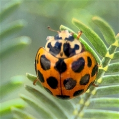 Harmonia conformis at Casey, ACT - 5 Nov 2024 12:41 PM