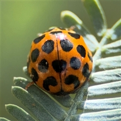 Harmonia conformis at Casey, ACT - 5 Nov 2024