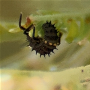 Harmonia conformis at Casey, ACT - 5 Nov 2024