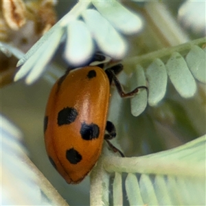 Hippodamia variegata at Casey, ACT - 5 Nov 2024 12:44 PM