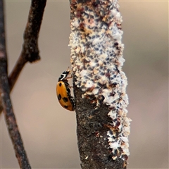 Hippodamia variegata at Casey, ACT - 5 Nov 2024 12:44 PM