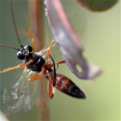 Ichneumonidae (family) at Casey, ACT - 5 Nov 2024 by Hejor1