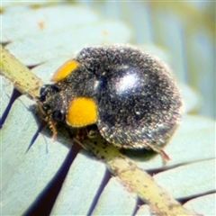 Apolinus lividigaster (Yellow Shouldered Ladybird) at Casey, ACT - 5 Nov 2024 by Hejor1