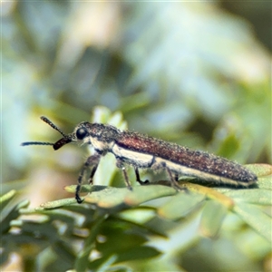 Rhinotia sp. (genus) at Casey, ACT - 5 Nov 2024