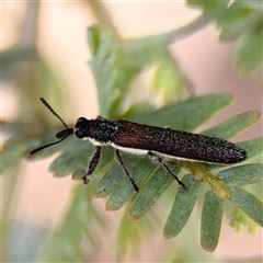 Rhinotia sp. (genus) at Casey, ACT - 5 Nov 2024