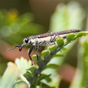 Rhinotia sp. (genus) at Casey, ACT - 5 Nov 2024