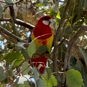 Platycercus eximius at Casey, ACT - 5 Nov 2024