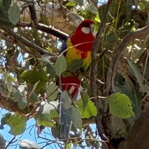 Platycercus eximius at Casey, ACT - 5 Nov 2024 12:56 PM