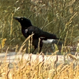 Strepera graculina at Casey, ACT - 5 Nov 2024