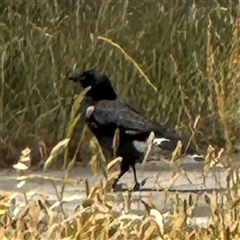 Strepera graculina at Casey, ACT - 5 Nov 2024