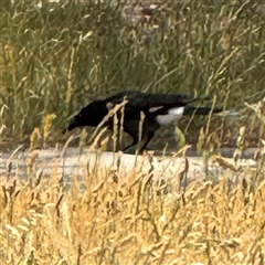 Strepera graculina at Casey, ACT - 5 Nov 2024