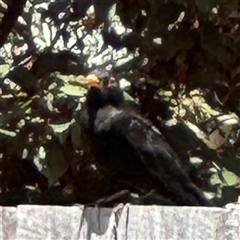 Turdus merula (Eurasian Blackbird) at Casey, ACT - 5 Nov 2024 by Hejor1