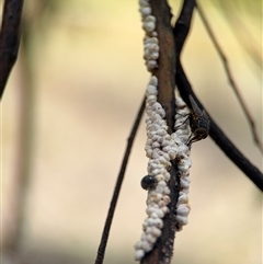 Eriococcus confusus at Casey, ACT - 5 Nov 2024 01:01 PM