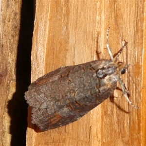 Cryptoptila australana at Charleys Forest, NSW - 4 Nov 2024