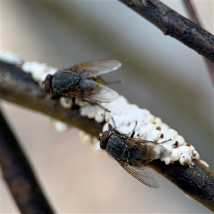 Calliphora stygia at Casey, ACT - 5 Nov 2024