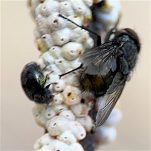 Calliphora stygia at Casey, ACT - 5 Nov 2024