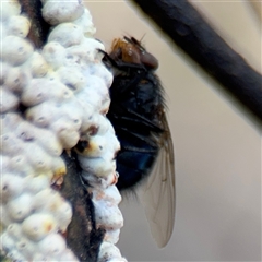 Calliphora stygia at Casey, ACT - 5 Nov 2024