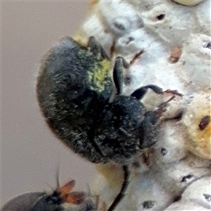 Coccinellidae (family) at Casey, ACT - 5 Nov 2024 01:02 PM