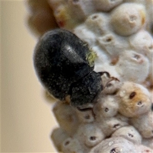 Coccinellidae (family) at Casey, ACT - 5 Nov 2024 01:02 PM