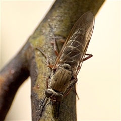 Anabarhynchus sp. (genus) (Stiletto Fly (Sub-family Therevinae)) at Casey, ACT - 5 Nov 2024 by Hejor1