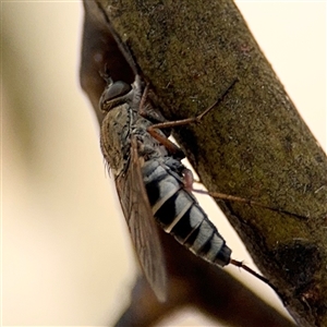 Anabarhynchus sp. (genus) at Casey, ACT - 5 Nov 2024