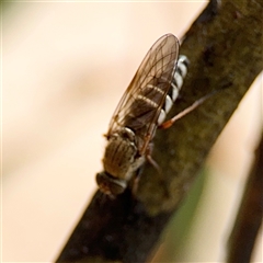 Anabarhynchus sp. (genus) at Casey, ACT - 5 Nov 2024 01:02 PM