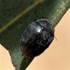 Coccinellidae (family) (Unidentified lady beetle) at Casey, ACT - 5 Nov 2024 by Hejor1