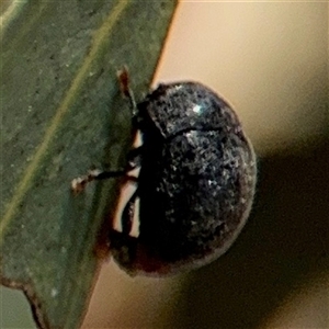 Coccinellidae (family) at Casey, ACT - 5 Nov 2024 01:07 PM