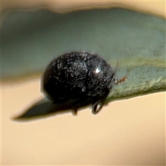 Coccinellidae (family) at Casey, ACT - 5 Nov 2024