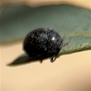 Coccinellidae (family) at Casey, ACT - 5 Nov 2024 01:07 PM