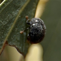 Coccinellidae (family) at Casey, ACT - 5 Nov 2024 01:07 PM