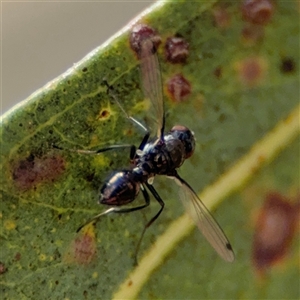 Parapalaeosepsis plebeia at Casey, ACT - 5 Nov 2024