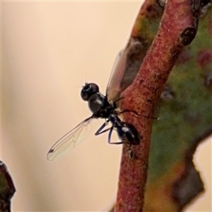 Parapalaeosepsis plebeia at Casey, ACT - 5 Nov 2024