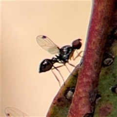 Parapalaeosepsis plebeia at Casey, ACT - 5 Nov 2024 01:04 PM