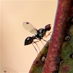 Parapalaeosepsis plebeia at Casey, ACT - 5 Nov 2024