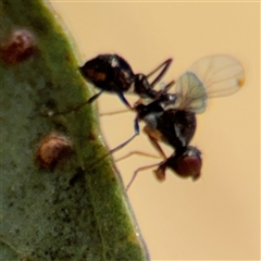 Parapalaeosepsis plebeia at Casey, ACT - 5 Nov 2024